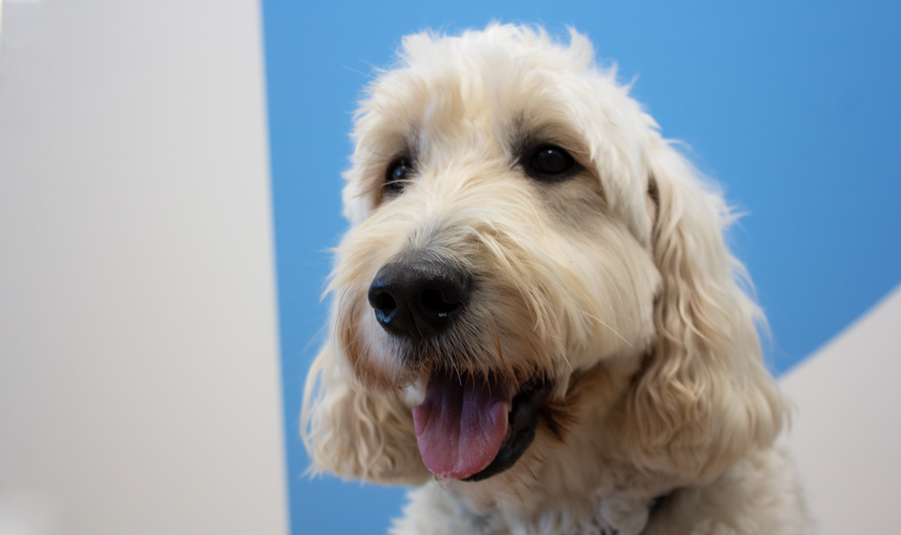 Alfie Goldendoodle